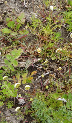 Cotula heterocarpa — photo