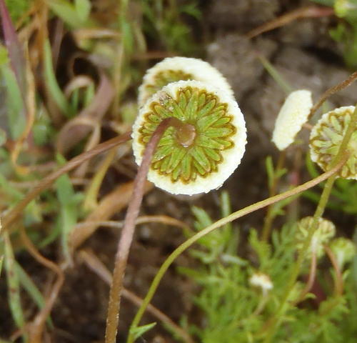 Cotula heterocarpa