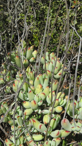 Cotyledon orbiculata (Pig's ear) — photo