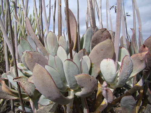 Cotyledon orbiculata (Pig's ear) — photo