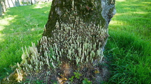 Cotyledon umbilicata (Navelwort) — photo