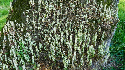 Cotyledon umbilicata (Navelwort) — photo
