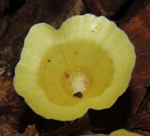 Cotylidia aurantiaca — photo
