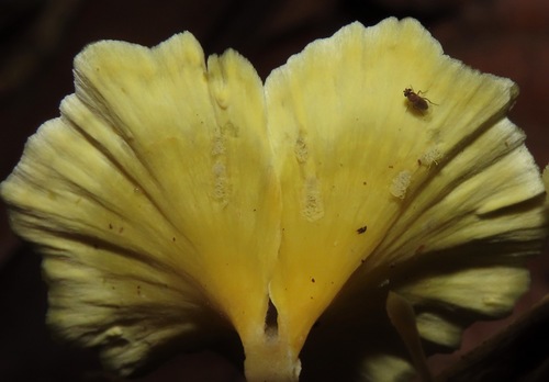 Cotylidia aurantiaca — photo