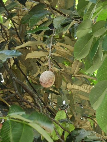 Couepia bracteosa (Pajura) — photo