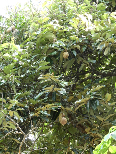 Couepia bracteosa (Pajura) — photo