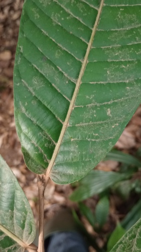 Couepia caryophylloides — photo