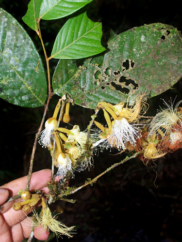 Couepia chrysocalyx (Golden calyx couepia) — photo