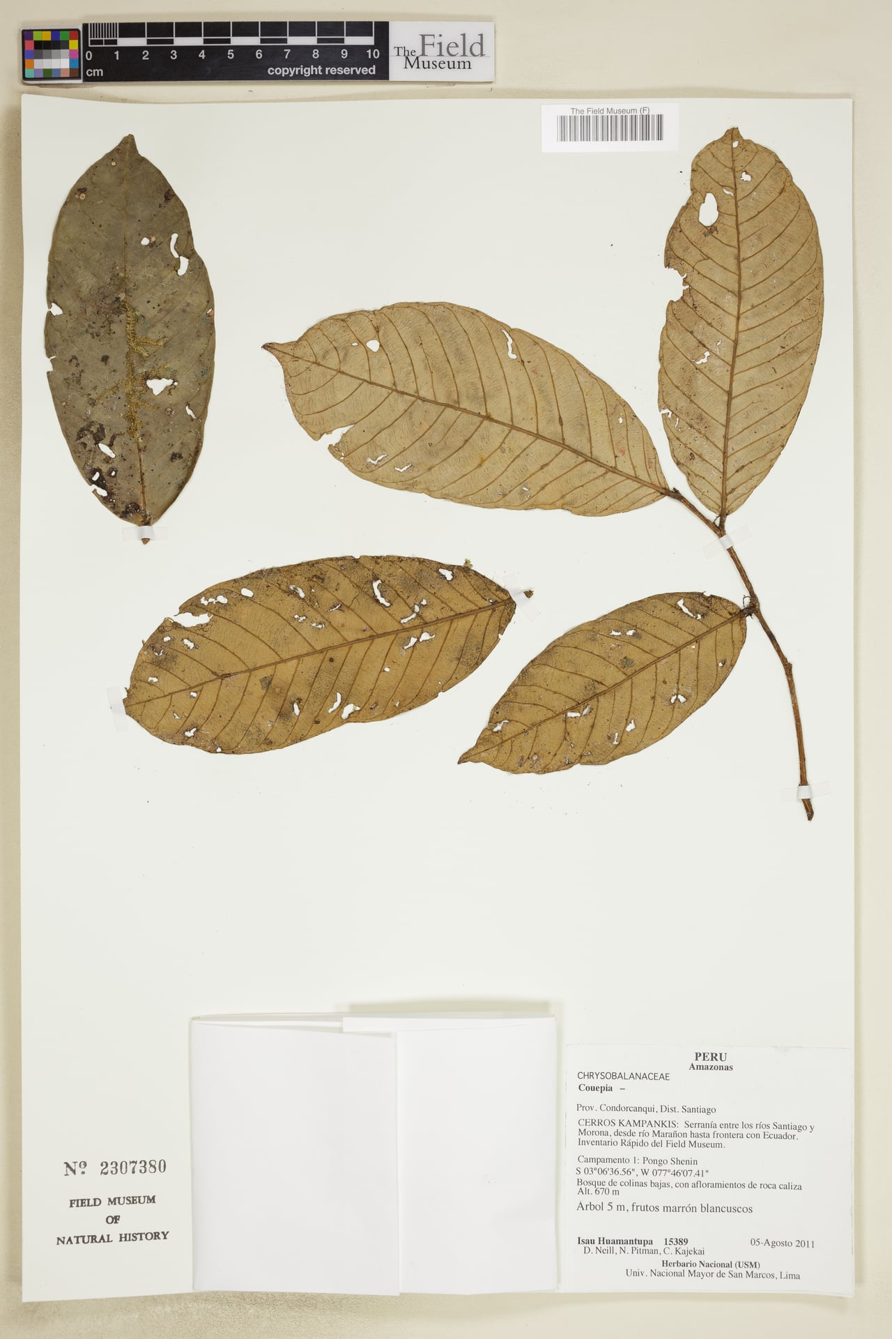 Couepia chrysocalyx (Golden calyx couepia) — photo