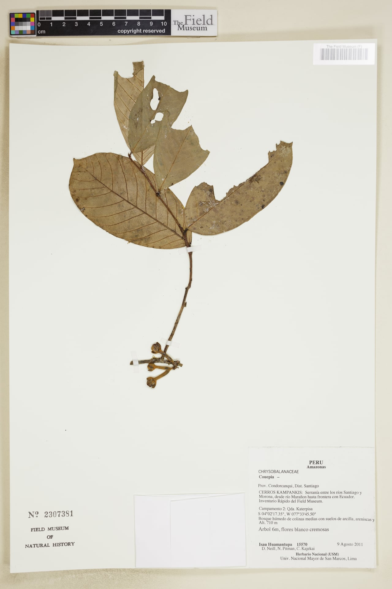 Couepia chrysocalyx