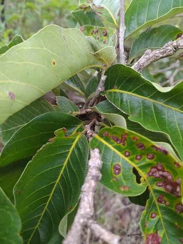 Couepia grandiflora (Rigir nut couepia) — photo