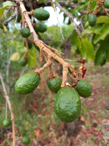 Couepia grandiflora