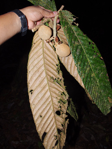 Couepia macrophylla (Bigleaf couepia) — photo