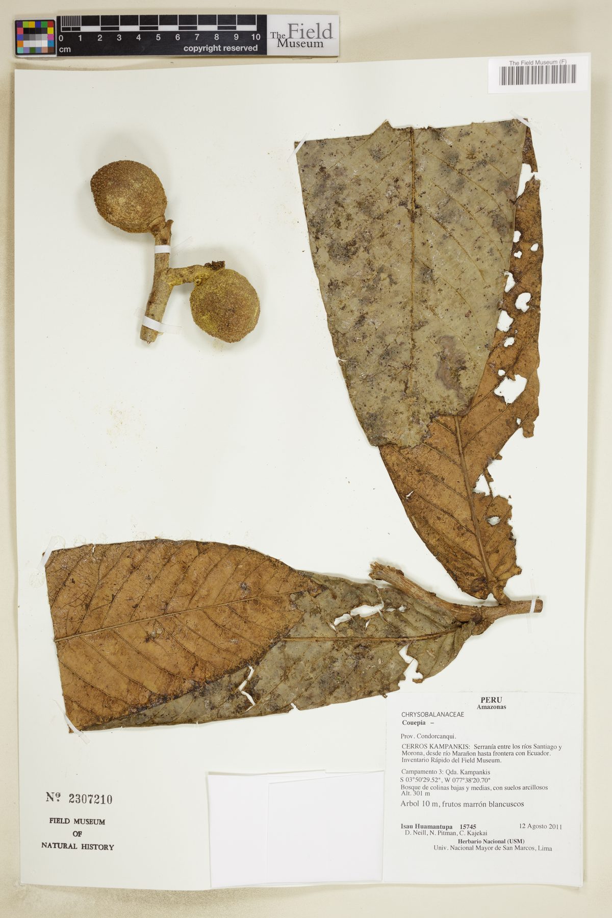 Couepia macrophylla (Bigleaf couepia) — photo
