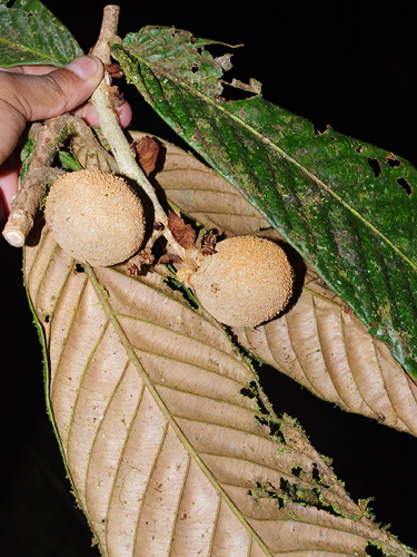 Couepia macrophylla (Bigleaf couepia) — photo