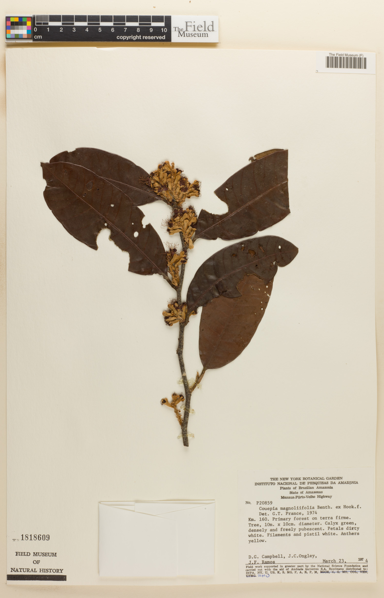 Couepia magnoliifolia