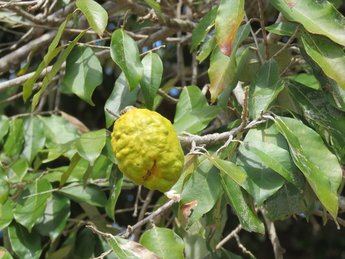 Couepia polyandra (Sun Sapote) — photo