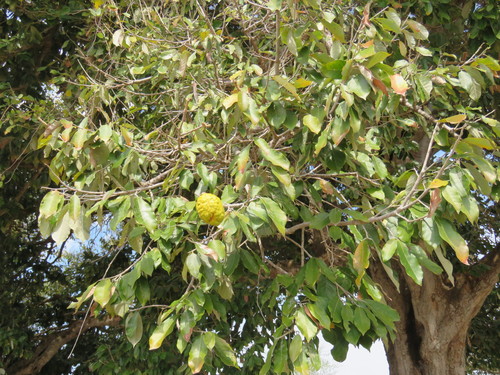 Couepia polyandra (Sun Sapote) — photo