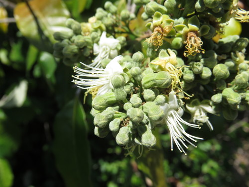 Couepia polyandra