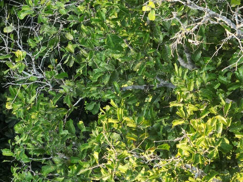 Couepia subcordata (Umarirana) — photo