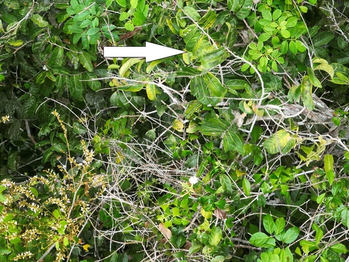 Couepia subcordata