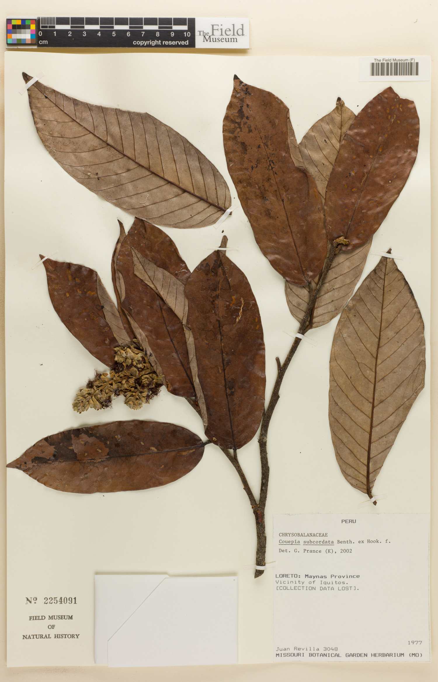 Couepia subcordata (Umarirana) — photo