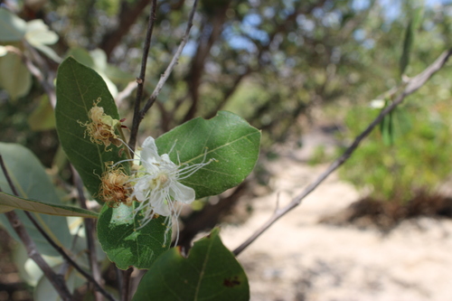 Couepia uiti (Brazil couepia) — photo