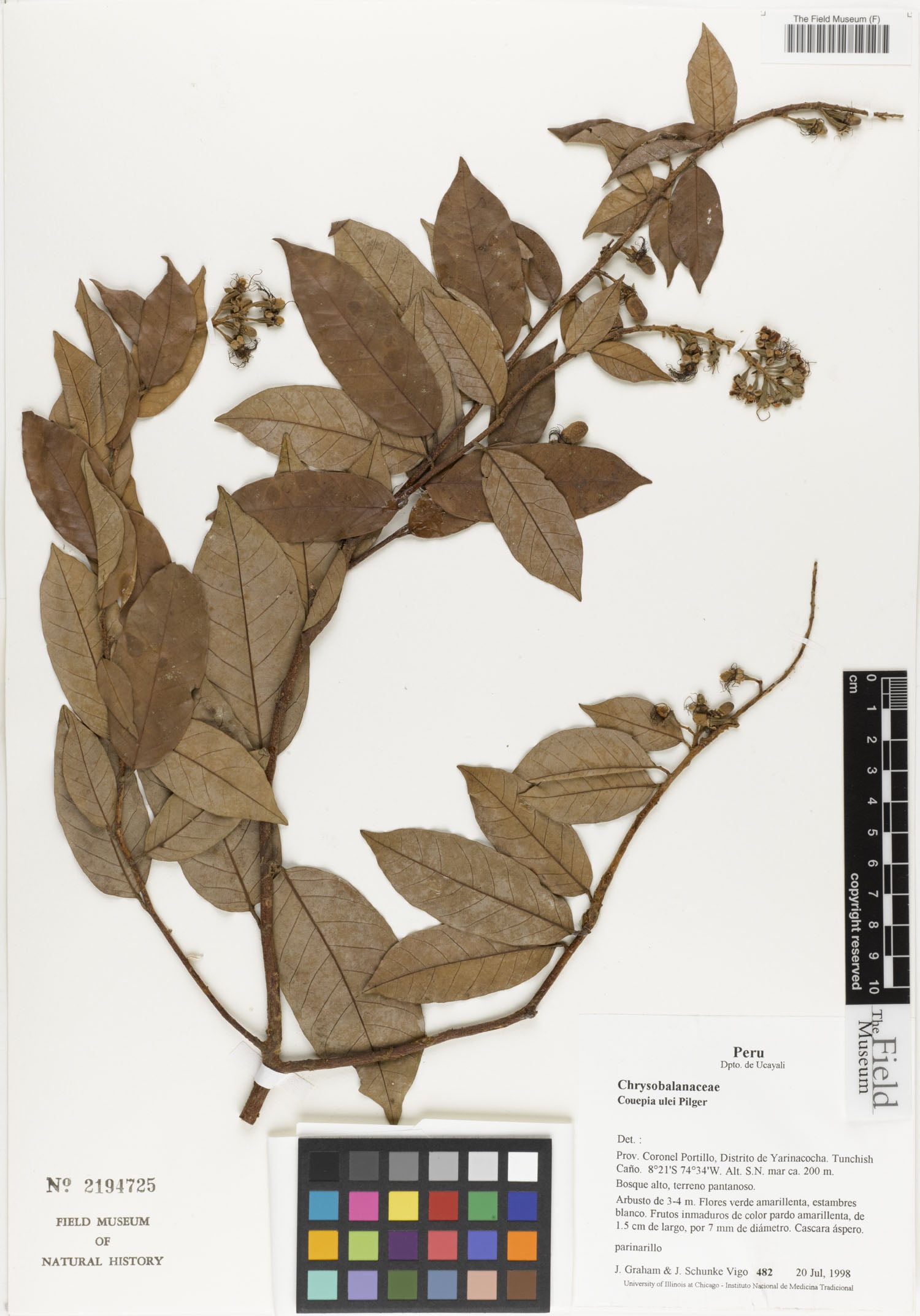Couepia ulei (Parinari) — photo