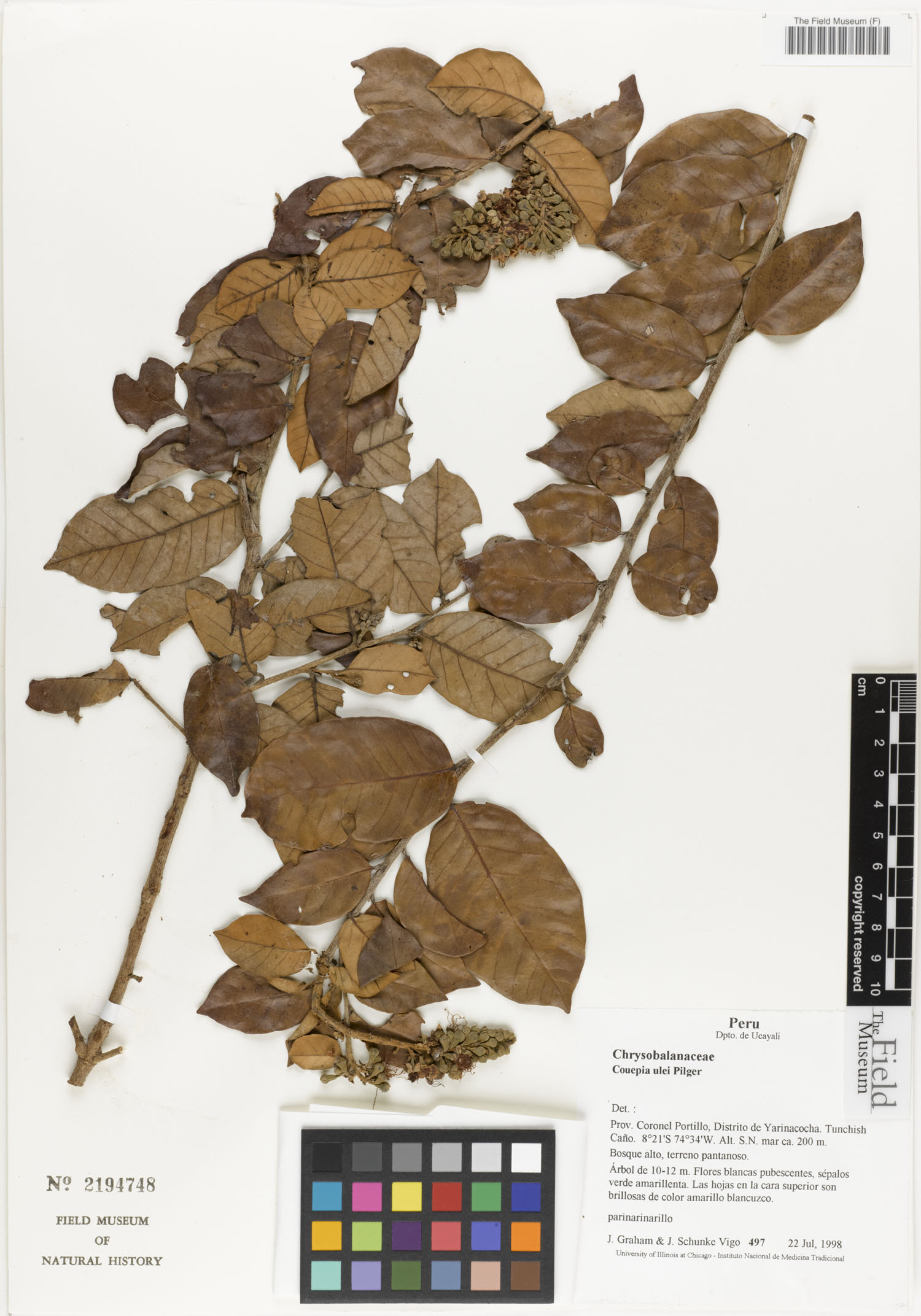 Couepia ulei