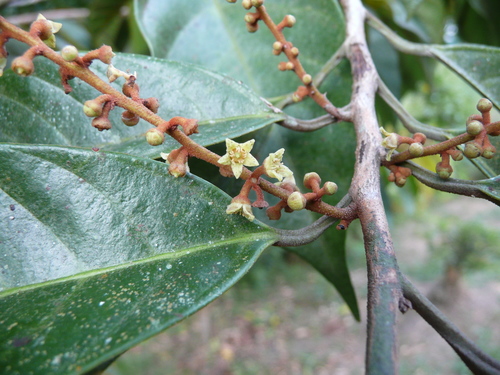 Coula edulis