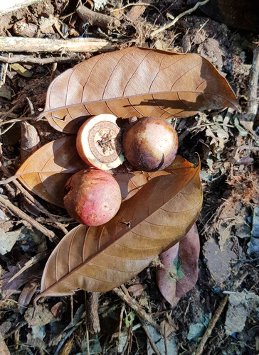 Coula edulis (African walnut) — photo