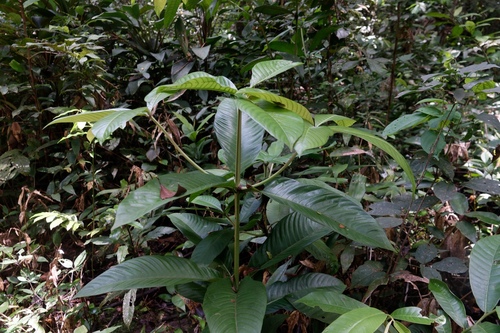 Couma guianensis (Guianas couma) — photo