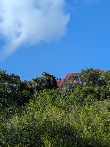 Couma guianensis (Guianas couma) — photo