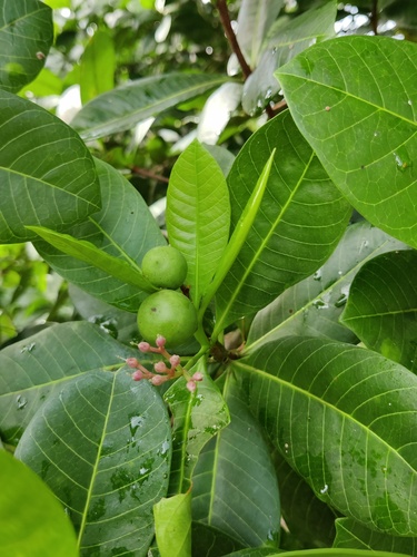 Couma utilis (Milk tree) — photo