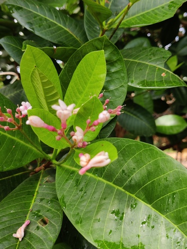 Couma utilis