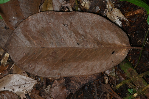 Couratari guianensis — photo