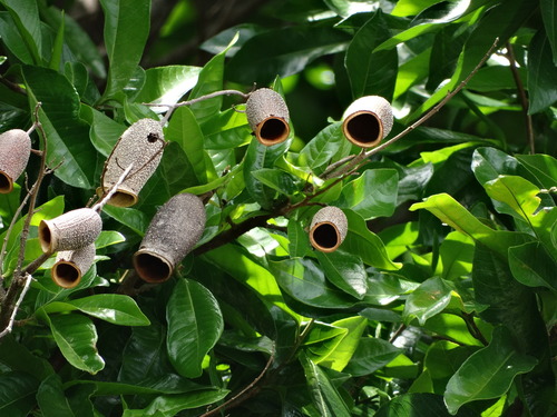 Couratari guianensis