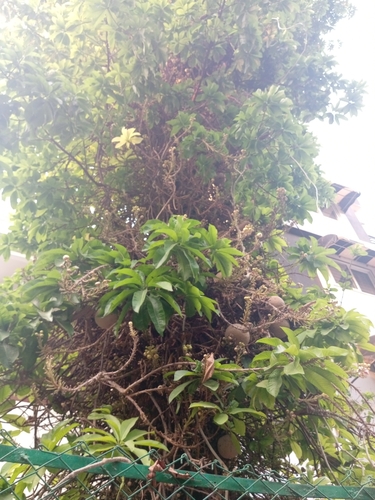 Couroupita guianensis (Cannon-ball tree) — photo