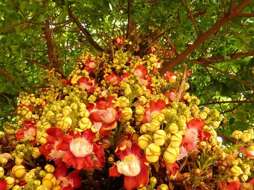 Couroupita guianensis