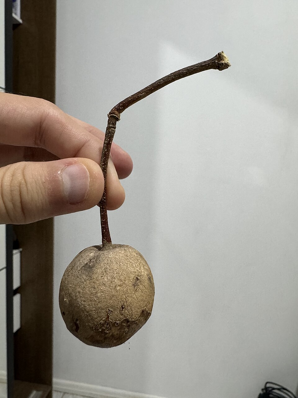 Couroupita subsessilis (Castanheiro do macaco) — photo