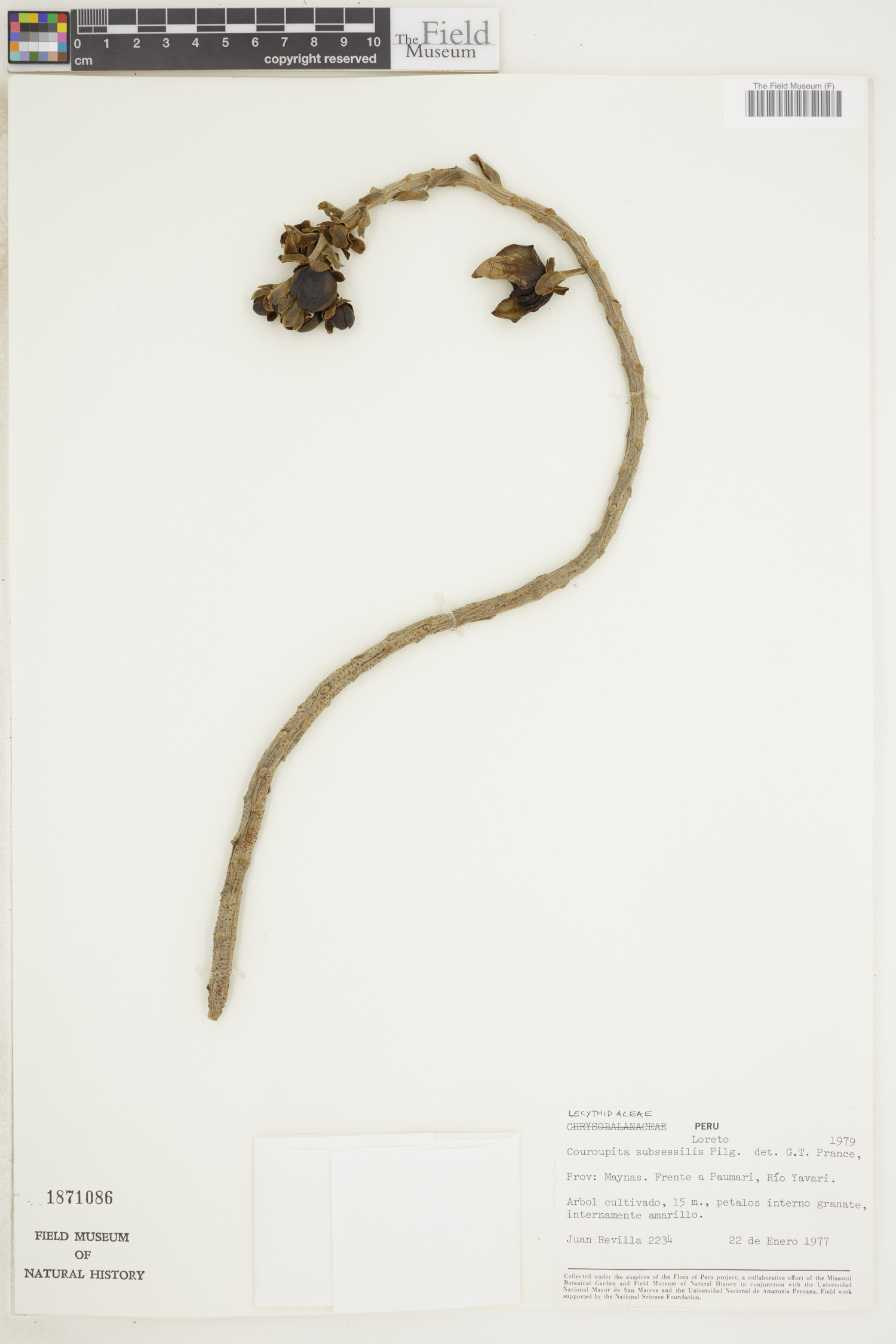 Couroupita subsessilis (Castanheiro do macaco) — photo