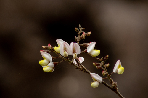 Coursetia glandulosa (Rosary babybonnets) — photo