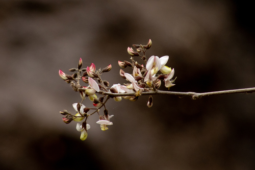 Coursetia glandulosa (Rosary babybonnets) — photo