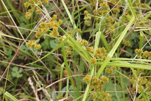 Courtoisina assimilis