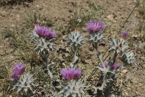 Cousinia eriocephala