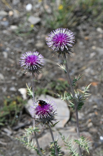 Cousinia thomsonii — photo