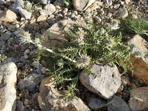 Cousinia thomsonii