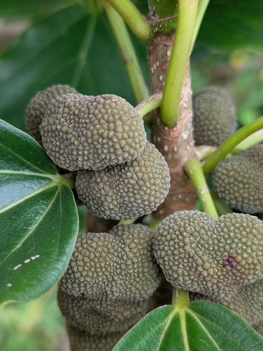 Coussapoa asperifolia (Wax fruit) — photo