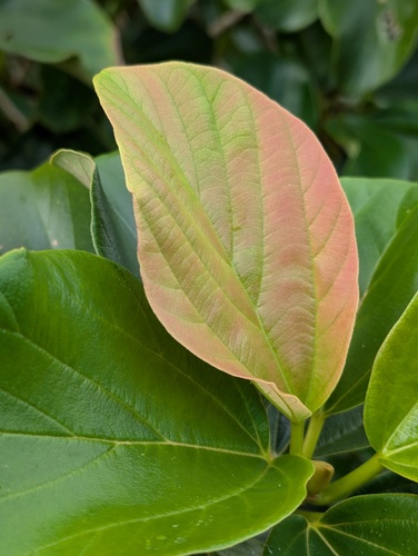 Coussapoa asperifolia (Wax fruit) — photo