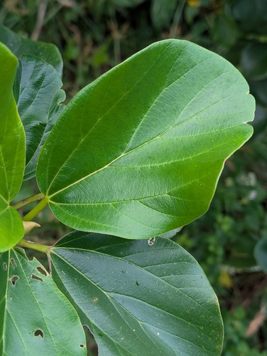 Coussapoa asperifolia